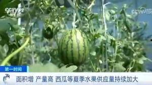 吃瓜群众有口福下联,民众共享丰收喜悦