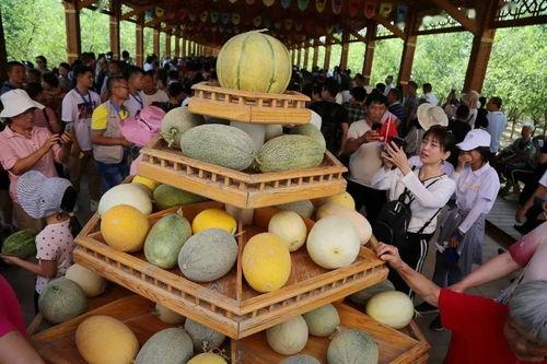哈密吃瓜群众,揭秘瓜乡生活百态