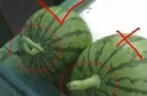 随意吃瓜群众名字,揭秘“随意吃瓜群众”的传奇故事