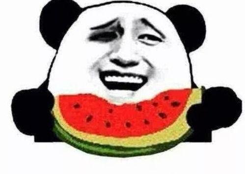 吃瓜群众二哈礼物图片高清,高清瓜群众视角下的萌宠风采