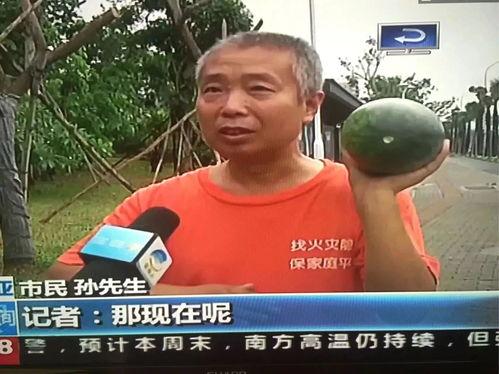 武义吃瓜群众事件,网络舆论下的社会现象解析