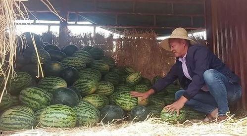 朝阳吃瓜群众事件最新进展,最新进展揭示惊人内幕