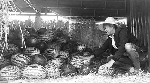 耒阳吃瓜群众事件真相,揭开真相背后的网络迷雾