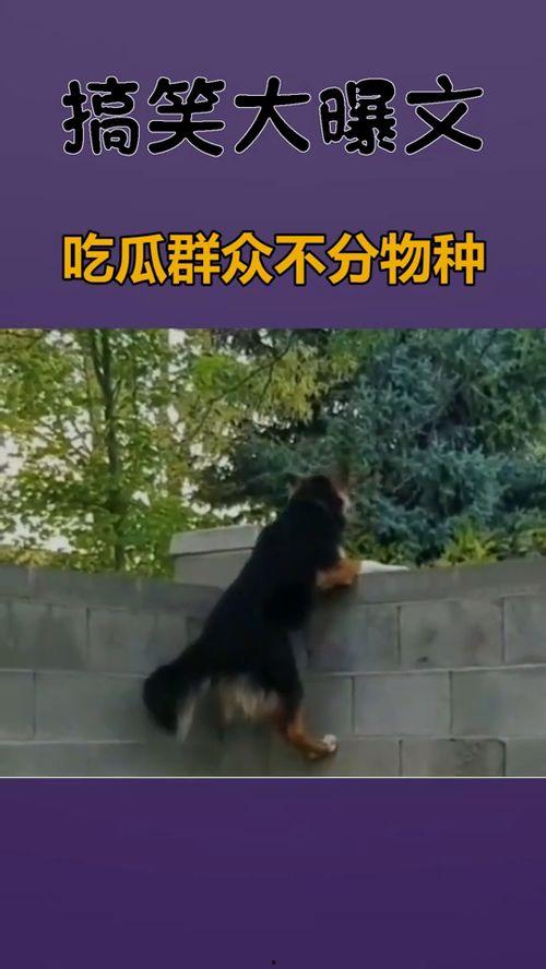 吃瓜群众不分国界吗吗,跨越国界的趣味观察