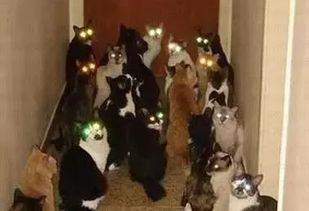 吃瓜群众外国小孩视频